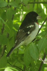 Pheucticus ludovicianus