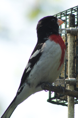 Pheucticus ludovicianus