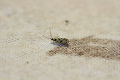 Nemapogon nevadella