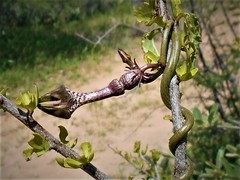 Ceropegia nilotica image