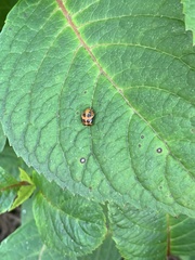 Coccinellidae