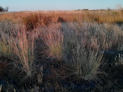 Thinopyrum elongatum