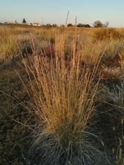 Thinopyrum elongatum