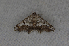 Chiasmia gratularia