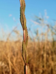 Thinopyrum elongatum