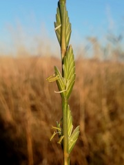 Thinopyrum elongatum