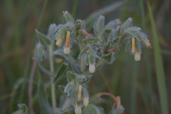 Onosma arenaria