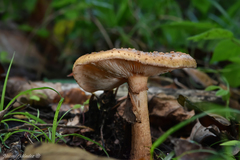 Amanita brunneolocularis