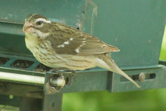 Pheucticus ludovicianus