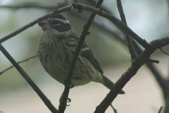 Pheucticus ludovicianus