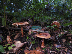 Amanita brunneolocularis