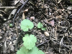Rubus phoenicolasius