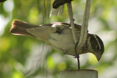 Pheucticus ludovicianus