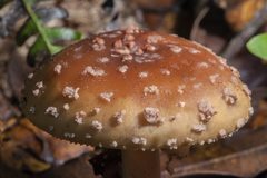 Amanita brunneolocularis