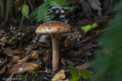 Amanita brunneolocularis