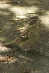 Pheucticus ludovicianus