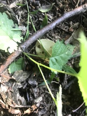Rubus phoenicolasius