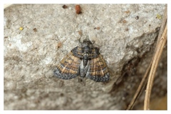 Chlumetia transversa