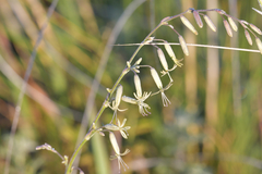 Silene chlorantha