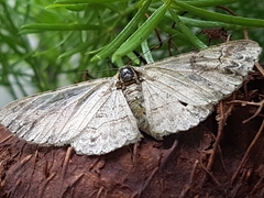 Lepidoptera