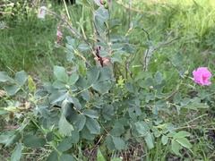 Rosa nutkana macdougalii