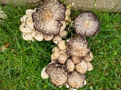 Coprinopsis variegata