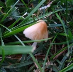 Conocybe apala