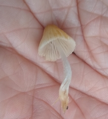Conocybe apala