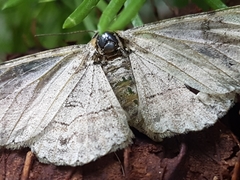 Lepidoptera