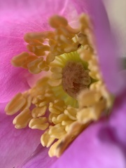 Rosa nutkana macdougalii