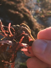 Xanthochorus cassidiformis