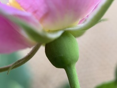 Rosa nutkana macdougalii