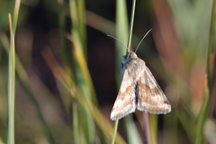 Heliothis adaucta