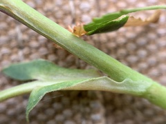 Rosa nutkana macdougalii