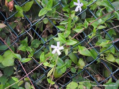 Vinca difformis