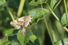 Heliothis adaucta