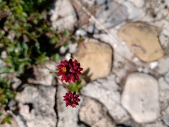 Eriogonum ciliatum