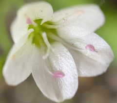 Montia chamissoi