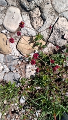 Eriogonum ciliatum