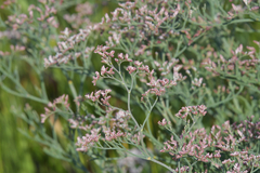Limonium caspium