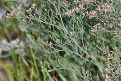 Limonium caspium