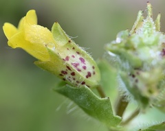 Erythranthe arvensis