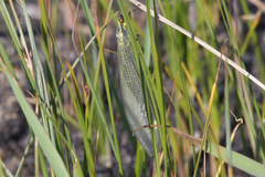 Deutoleon lineatus