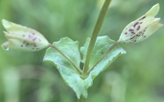 Erythranthe arvensis