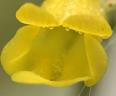 Erythranthe arvensis