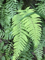 Polystichum dudleyi