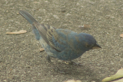 Passerina cyanea
