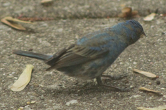 Passerina cyanea