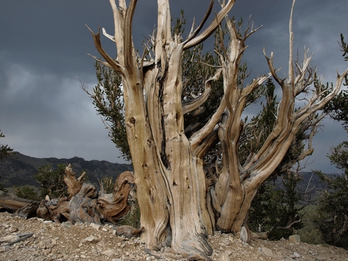 Great Basin bristlecone pine