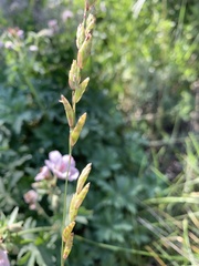 Melica spectabilis